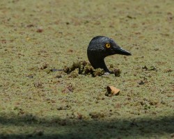 Tachybaptus dominicus