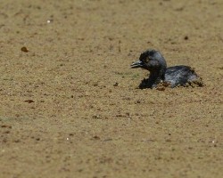 Tachybaptus dominicus