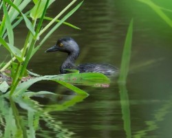 Tachybaptus dominicus