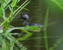 Tachybaptus dominicus