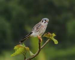 Falco sparverius