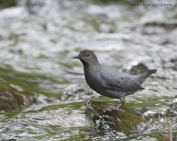 Cinclus mexicanus