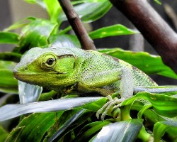 Polychrus gutturosus