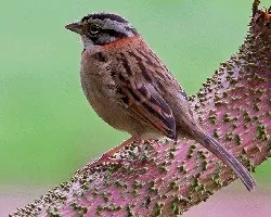 Zonotrichia capensis