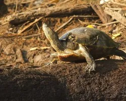 Trachemys scripta elegans