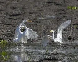 Ardea alba