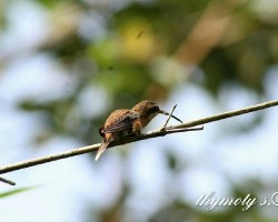 Phaethornis striigularis