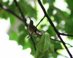 Phaethornis striigularis