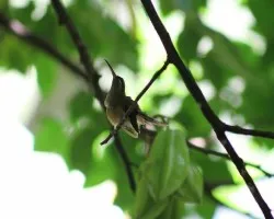 Phaethornis striigularis