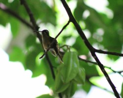 Phaethornis striigularis