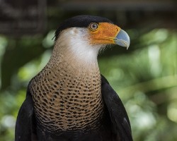 Caracara cheriway