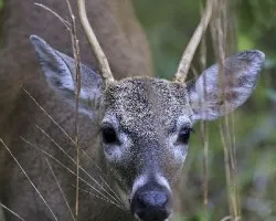 Venado