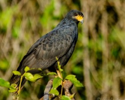 Buteogallus urubitinga