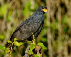 Buteogallus urubitinga