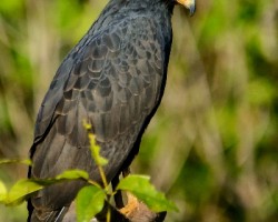 Buteogallus urubitinga