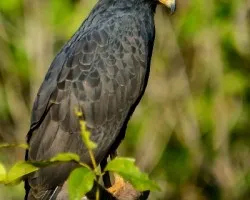 Buteogallus urubitinga