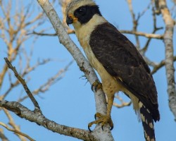 Herpetotheres cachinnans