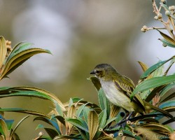 Setophaga pensylvanica