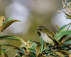 Setophaga pensylvanica