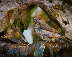 Curruca capirotada. sylvia atricapilla.