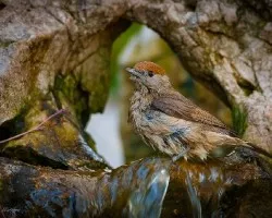 Curruca capirotada. sylvia atricapilla.