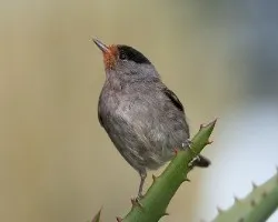 Curruca cabecinegra. sylvia melanocephala