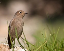 Colirrojo tizon. phoenicurus ochruros