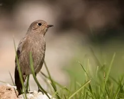 Colirrojo tizon. phoenicurus ochruros