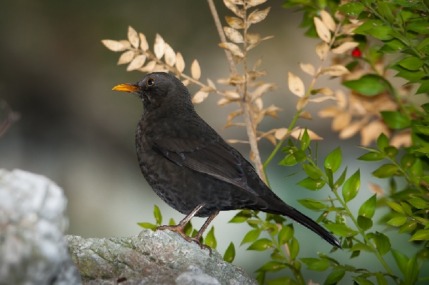 Turdus merula
