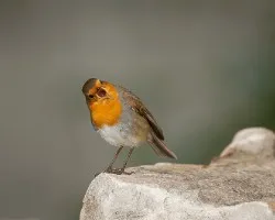 Erithacus rubecula