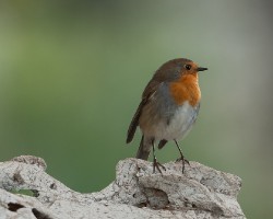 Erithacus rubecula