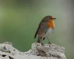 Erithacus rubecula