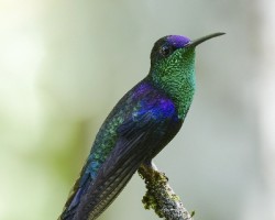 Thalurania colombica