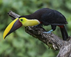 Ramphastos ambiguus