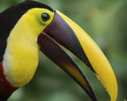 Ramphastos ambiguus
