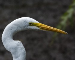 Ardea alba