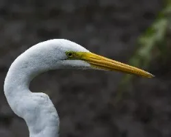 Ardea alba