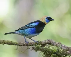 Tangara larvata