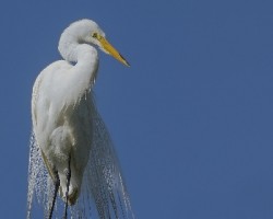 Ardea alba