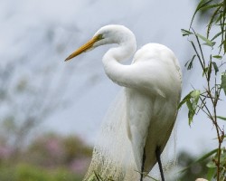 Ardea alba