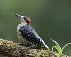 Melanerpes pucherani