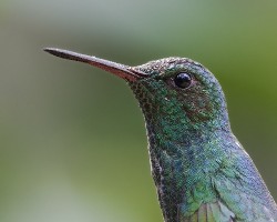 Amazilia saucerottei