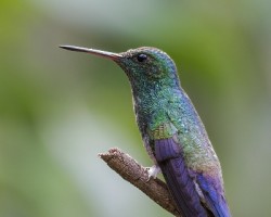 Amazilia saucerottei