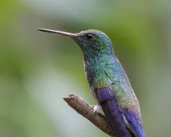 Amazilia saucerottei