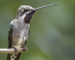 Heliomaster constantii