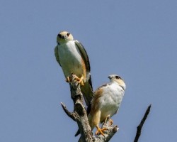 Gampsonyx swainsonii