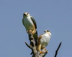 Gampsonyx swainsonii