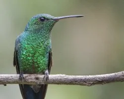 Amazilia saucerottei