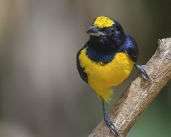 Euphonia imitans