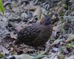 Odontophorus guttatus